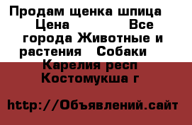 Продам щенка шпица.  › Цена ­ 15 000 - Все города Животные и растения » Собаки   . Карелия респ.,Костомукша г.